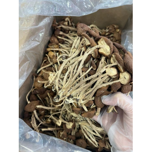 茶树菇